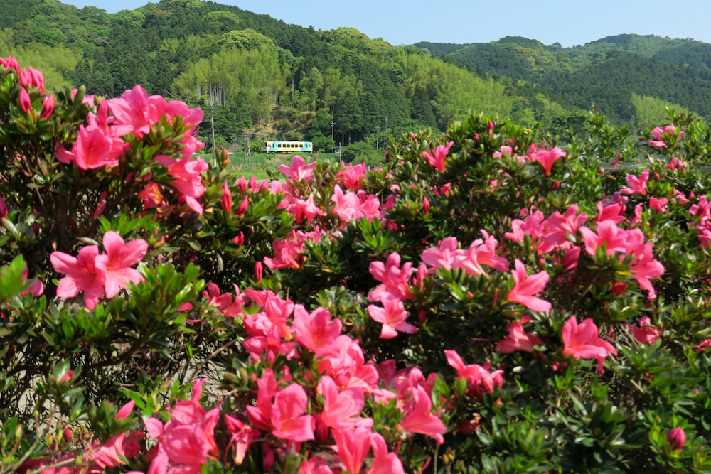 崎山農業研修センターのサツキはまだ咲き始め_e0414296_09533318.jpg