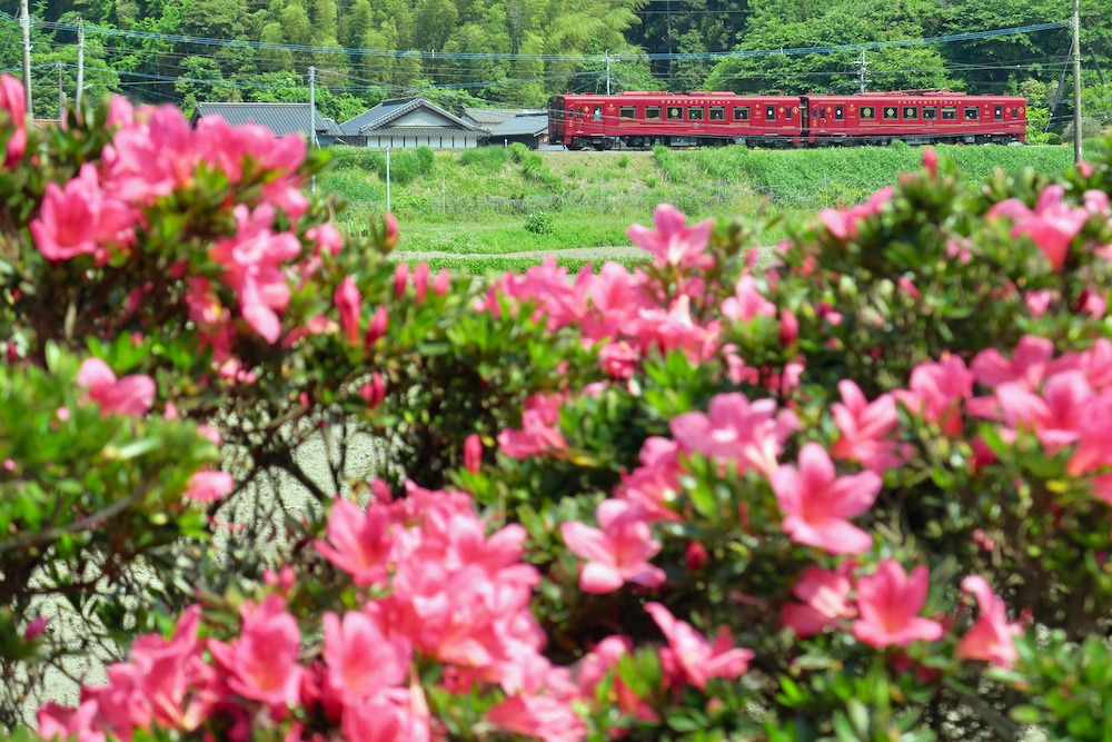 崎山農業研修センターのサツキはまだ咲き始め_e0414296_09535788.jpg