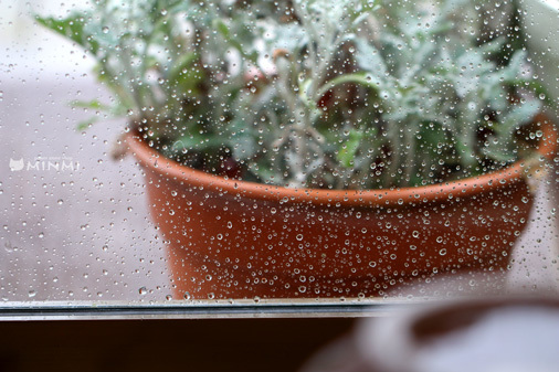 雨・雨・雨の金曜日(゚Д゚)ノ_c0140599_13002206.jpg