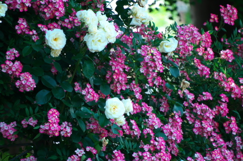 さいたま市 盛りを過ぎ始めた与野公園の薔薇1_a0263109_20382215.jpg