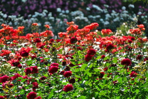 さいたま市 盛りを過ぎ始めた与野公園の薔薇1_a0263109_20382441.jpg
