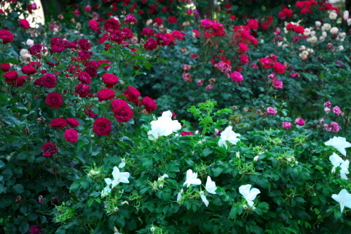 さいたま市　盛りを過ぎ始めた与野公園の薔薇1_a0263109_20382457.jpg