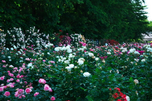 さいたま市 盛りを過ぎ始めた与野公園の薔薇1_a0263109_20382490.jpg