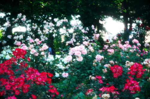 さいたま市 盛りを過ぎ始めた与野公園の薔薇1_a0263109_20384851.jpg