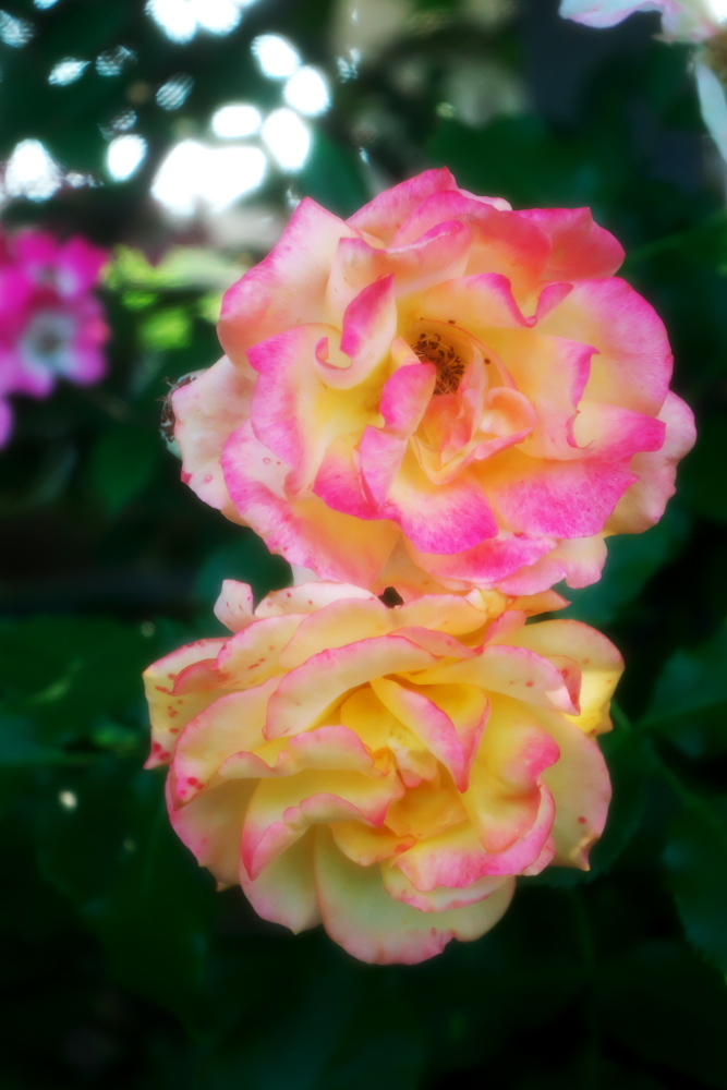 さいたま市 盛りを過ぎ始めた与野公園の薔薇1_a0263109_20385013.jpg