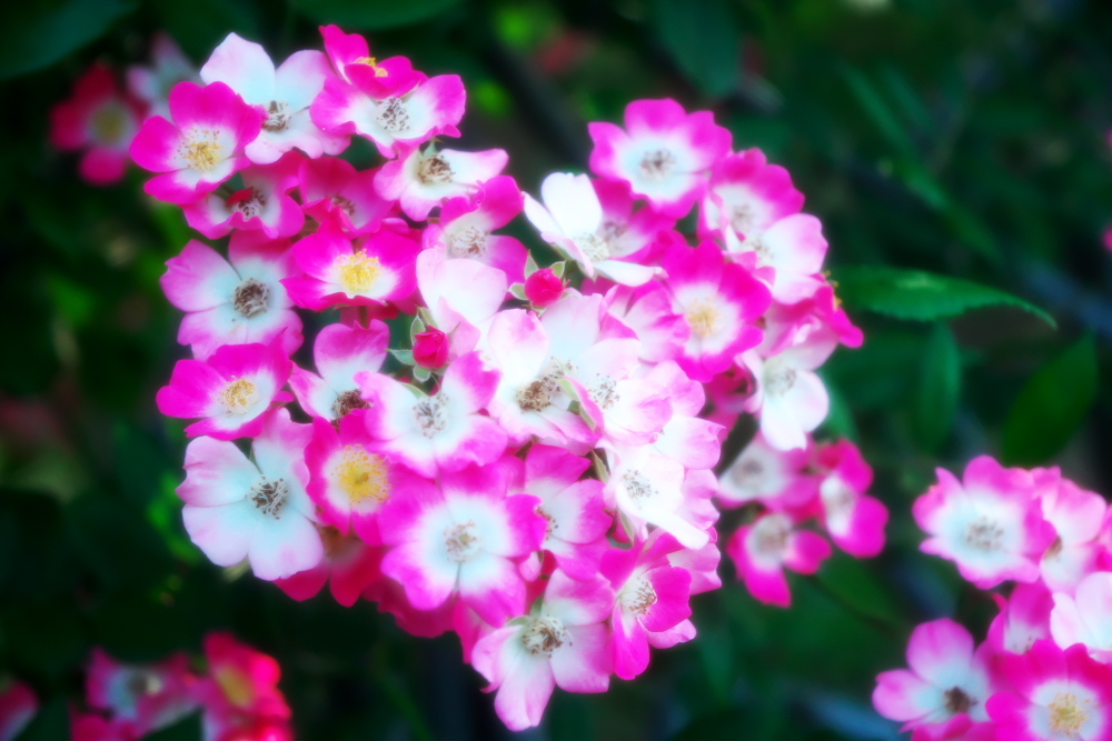 さいたま市 盛りを過ぎ始めた与野公園の薔薇1_a0263109_20385017.jpg