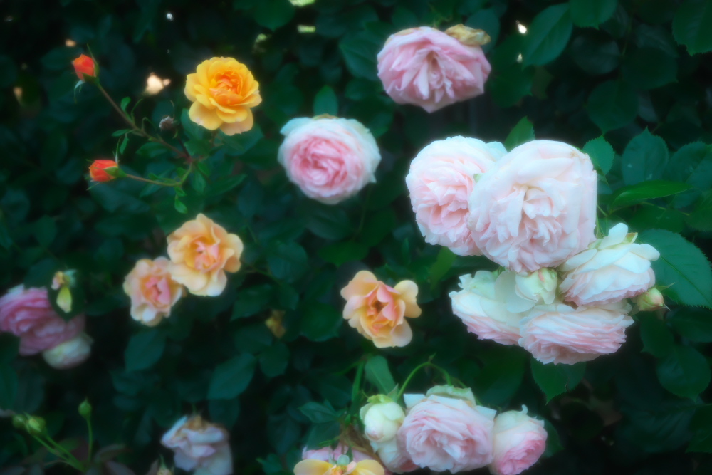 さいたま市 盛りを過ぎ始めた与野公園の薔薇1_a0263109_20385043.jpg