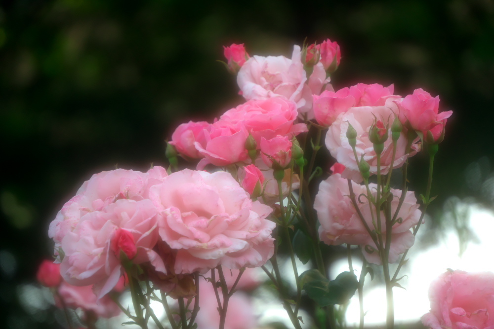 さいたま市 盛りを過ぎ始めた与野公園の薔薇1_a0263109_20391521.jpg