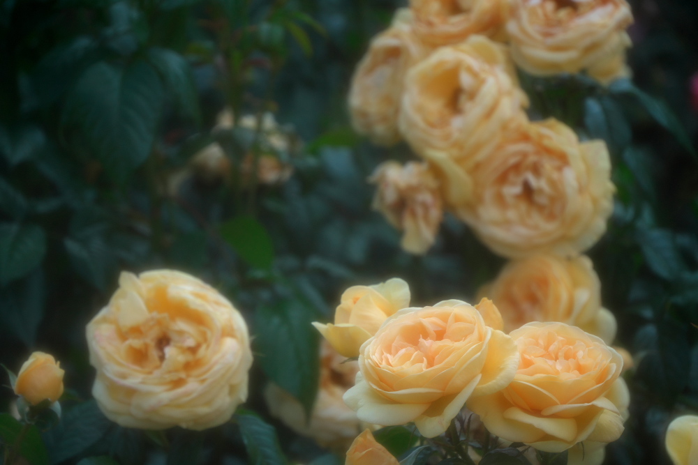 さいたま市 盛りを過ぎ始めた与野公園の薔薇1_a0263109_20391610.jpg