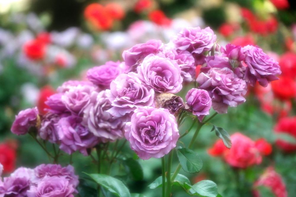 さいたま市 盛りを過ぎ始めた与野公園の薔薇1_a0263109_20391615.jpg