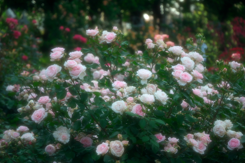 さいたま市 盛りを過ぎ始めた与野公園の薔薇1_a0263109_20391652.jpg