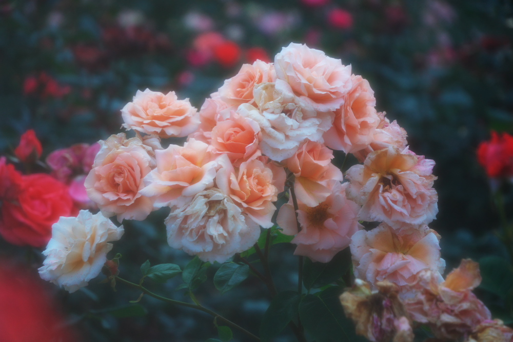 さいたま市 盛りを過ぎ始めた与野公園の薔薇1_a0263109_20391679.jpg