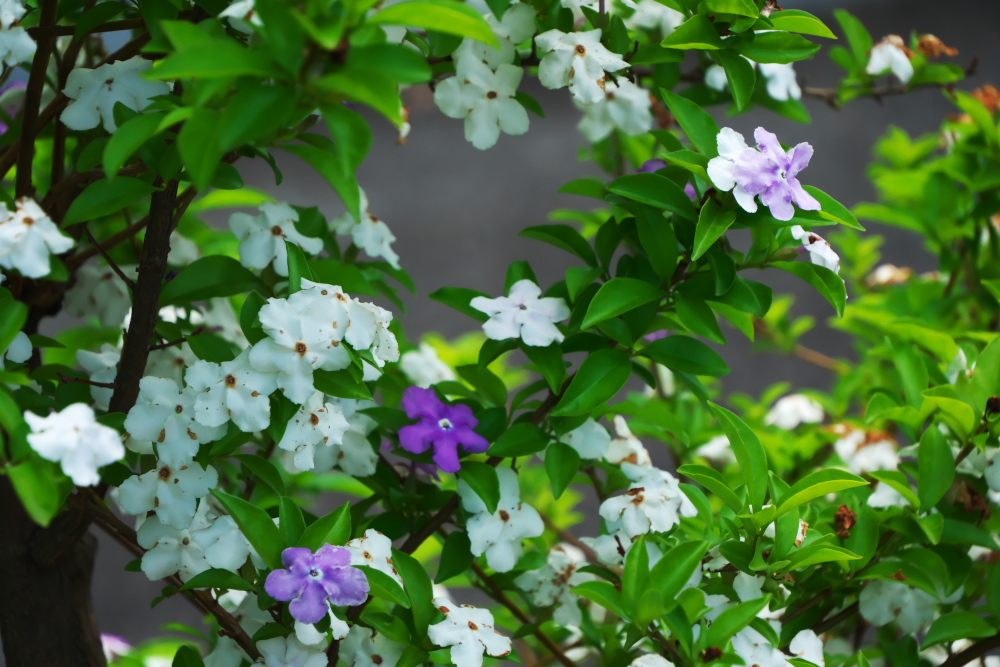 新宿御苑の初夏の花々2_a0263109_21035017.jpg