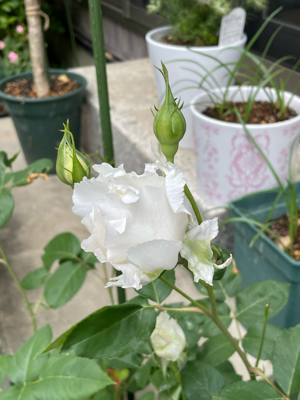 5月の庭 その2_f0067514_09183028.jpg