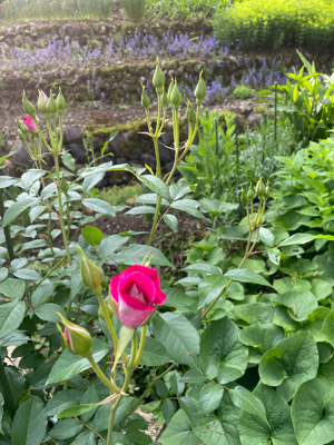 5月の庭 その2_f0067514_09185517.jpg