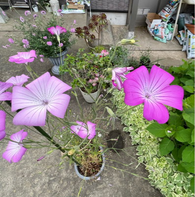 5月の庭 その2_f0067514_09201617.jpg