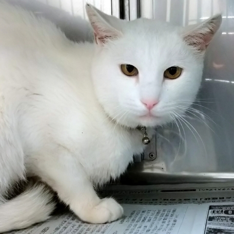 5 27 柏市動物愛護ふれあいセンター 猫編 8頭 ちばわん 愛護センター レポート 5 27 柏市動物愛護ふれあいセンター 猫編 8頭 ちばわん 愛護センター レポート