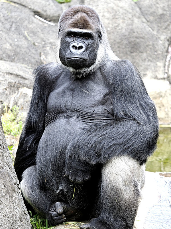 マウンテンゴリラシルバーバック 81tnAVkDOHL._UF894,1000_QL80_.jpg