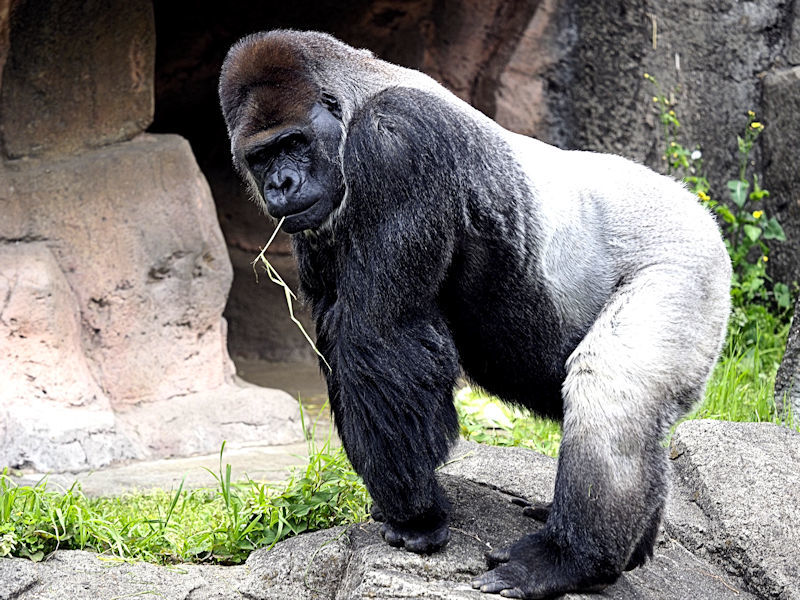 シルバーバック : 動物園放浪記