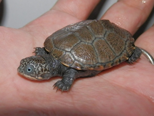 デジタルカメラ、死す_b0174337_01561956.jpg