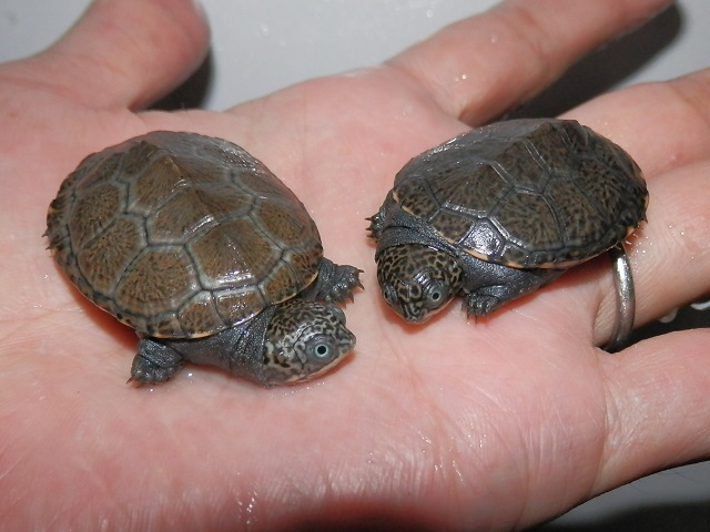 デジタルカメラ、死す_b0174337_01561963.jpg