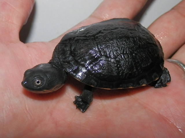 デジタルカメラ、死す_b0174337_02152747.jpg