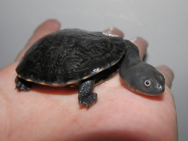デジタルカメラ、死す_b0174337_02152765.jpg