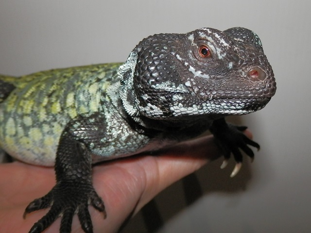 デジタルカメラ、死す_b0174337_02153818.jpg