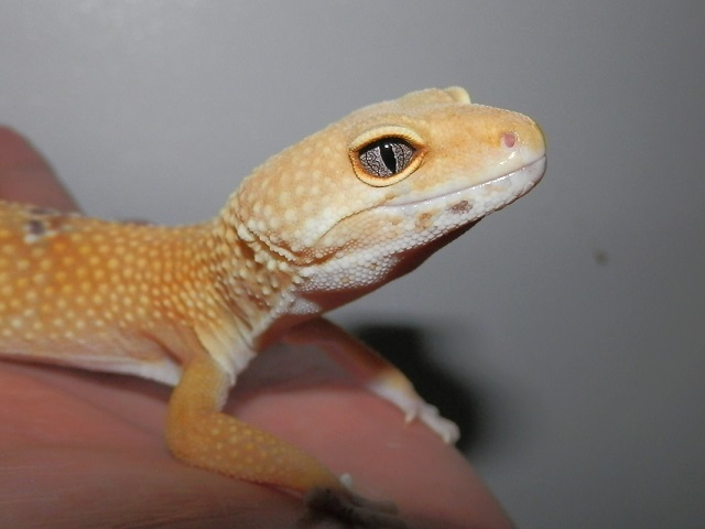 デジタルカメラ、死す_b0174337_02155033.jpg