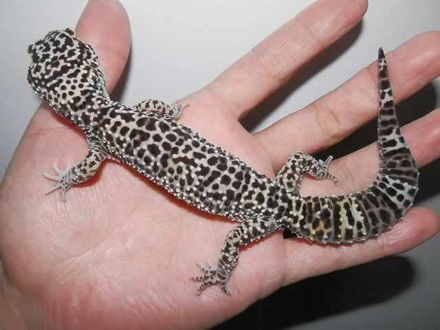 デジタルカメラ、死す_b0174337_02155328.jpg