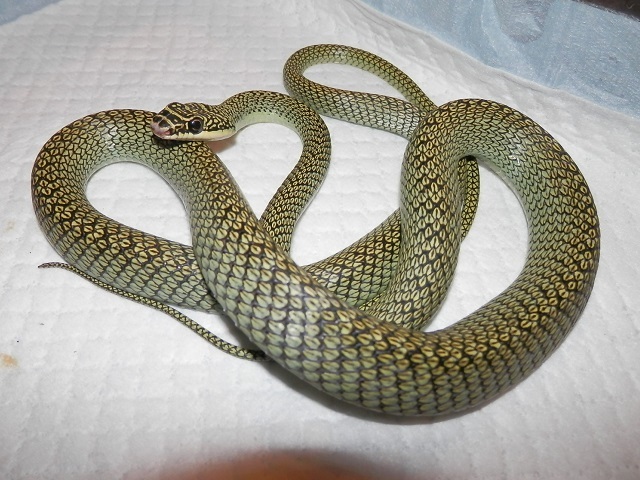 デジタルカメラ、死す_b0174337_04073607.jpg
