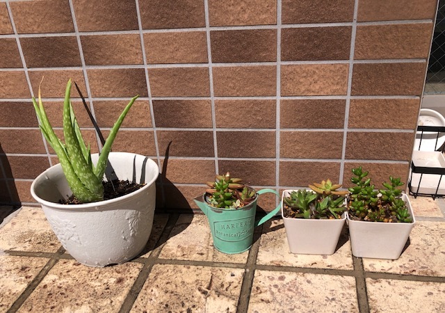 新しいお友達_b0208246_10224146.jpg