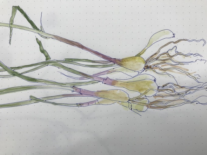季節ものを見逃さない_d0101846_07081066.jpeg