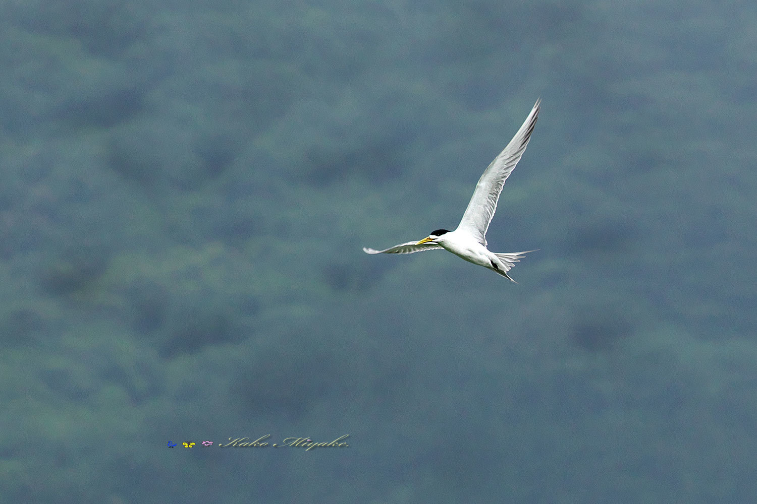 オオアジサシ（Greater crested tern）_d0013455_11225782.jpg