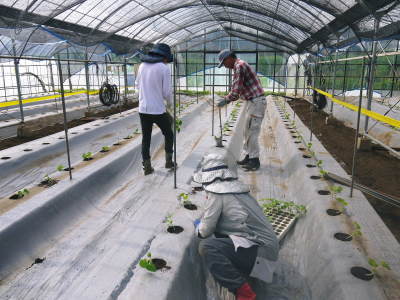 熊本産高級マスクメロン(アールスメロン)令和4年は7月下旬からの出荷!苗床から定植後の様子を現地取材!_a0254656_17394684.jpg