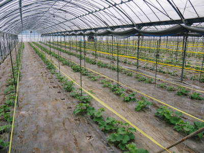 熊本産高級マスクメロン(アールスメロン)令和4年は7月下旬からの出荷!苗床から定植後の様子を現地取材!_a0254656_17510064.jpg
