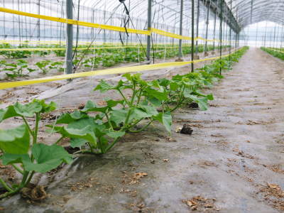 熊本産高級マスクメロン(アールスメロン)令和4年は7月下旬からの出荷!苗床から定植後の様子を現地取材!_a0254656_17560830.jpg