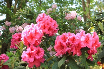 弘前公園・弘前城植物園 新緑さんぽ_2022.05.25_d0131668_16512689.jpg