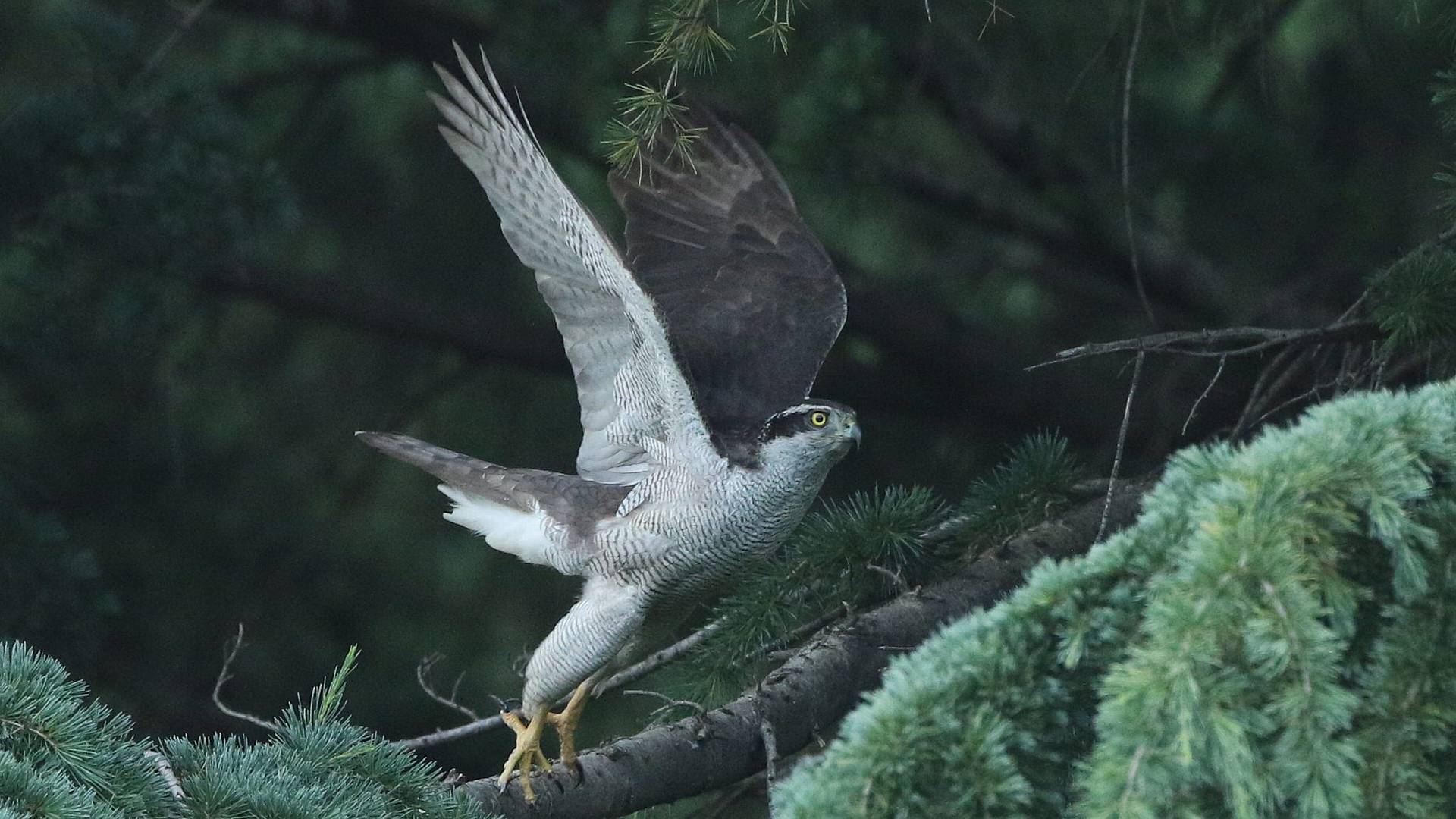 オオタカお母さんの飛び出し！　Northern goshawk mom\'s taking off_f0105570_22001778.jpg