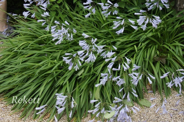 アガパンサスの花が咲く季節ですね～♥_f0029571_02105892.jpg