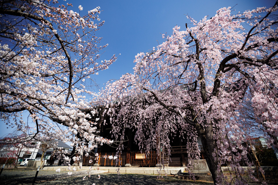 桜　2022！　　～立本寺～_b0128581_18452329.jpg