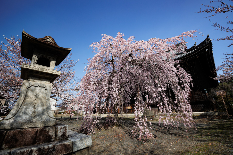 桜　2022！　　～立本寺～_b0128581_18455284.jpg
