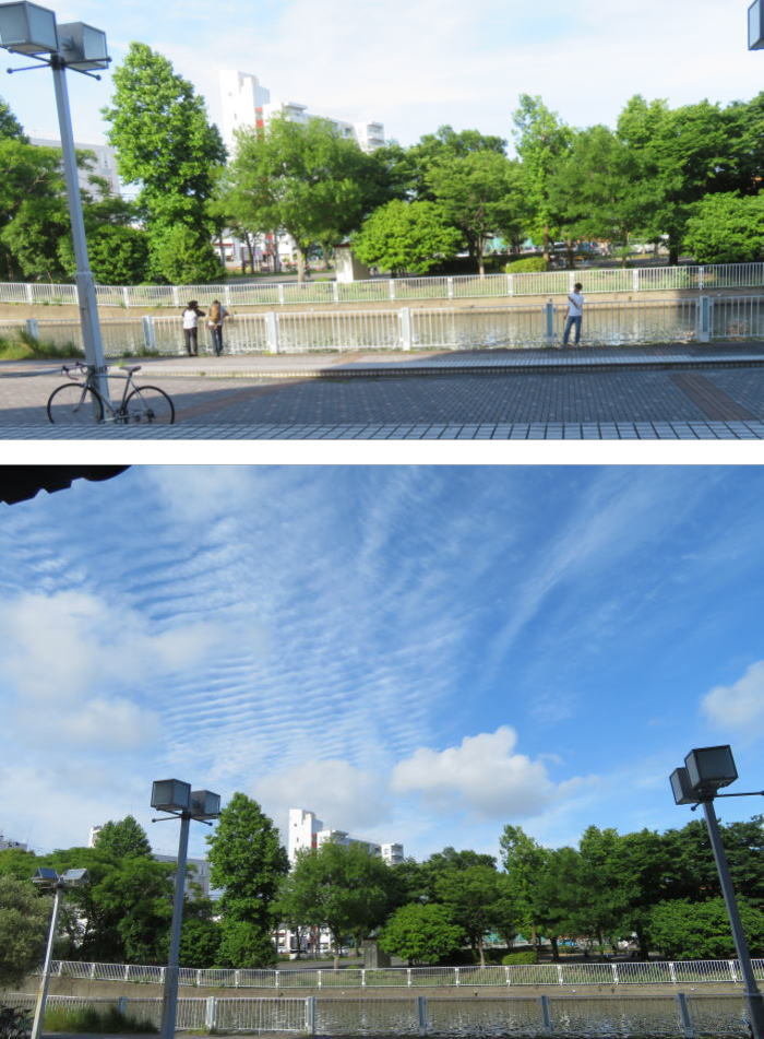 金沢八景 鶴見分区園花壇クラブブログ