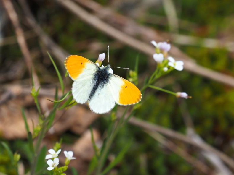 ミヤマモンキチョウ＆クモマツマキチョウのセット backend=imagemagick;version=1;