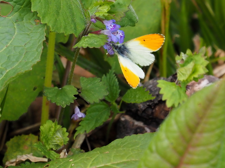 ミヤマモンキチョウ＆クモマツマキチョウのセット クモマツマキチョウ - Wikipedia