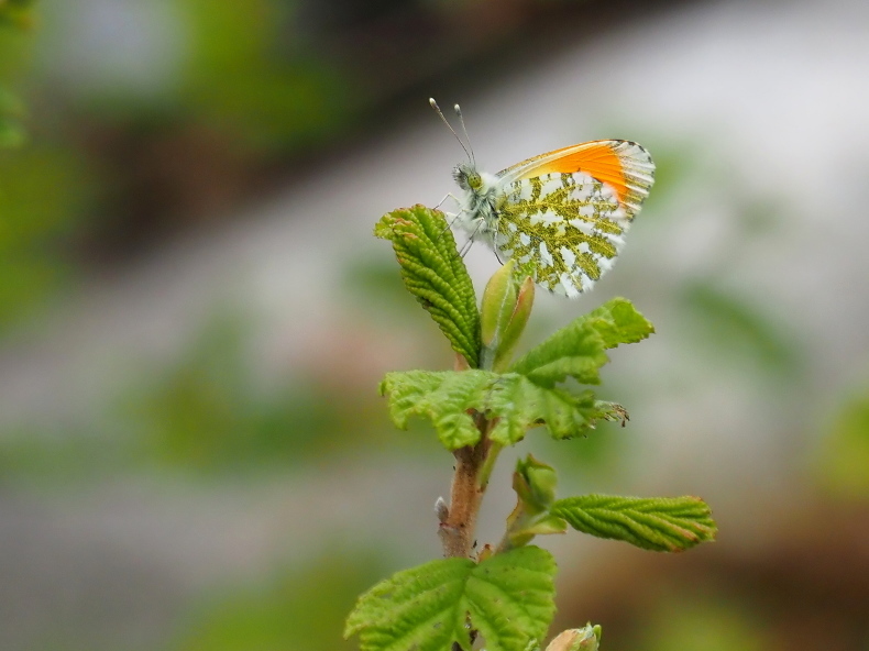 マルスモルト ル・パピヨン シングルカスク クモマツマキチョウ 643本