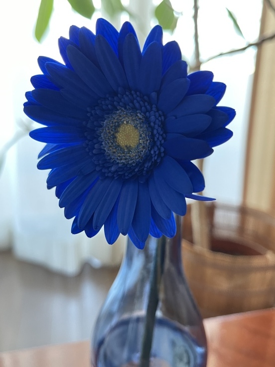 今日はダービー*Happy Flower Derby~♪_c0212604_07100899.jpeg