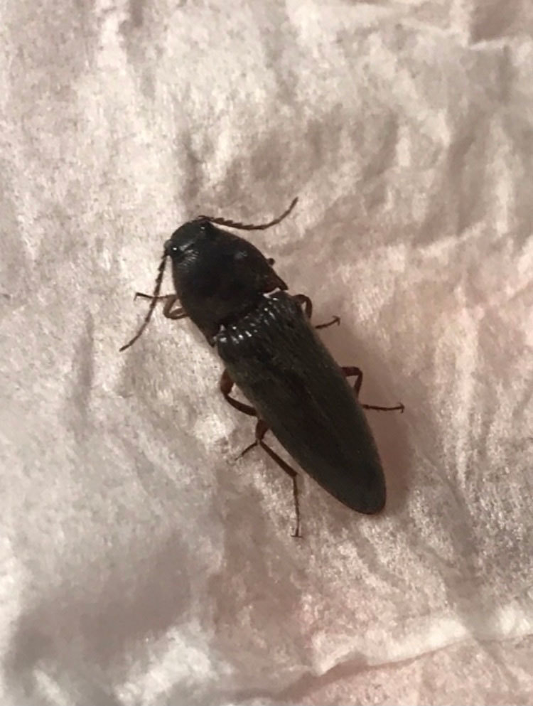 ゴミムシの仲間かゴキブリだと思ったのですが 昆虫ブログ むし探検広場