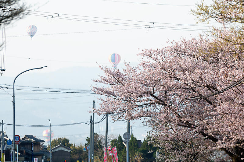 2022年京都の桜巡りと気球@亀岡 若宮神社_f0032011_17271160.jpg