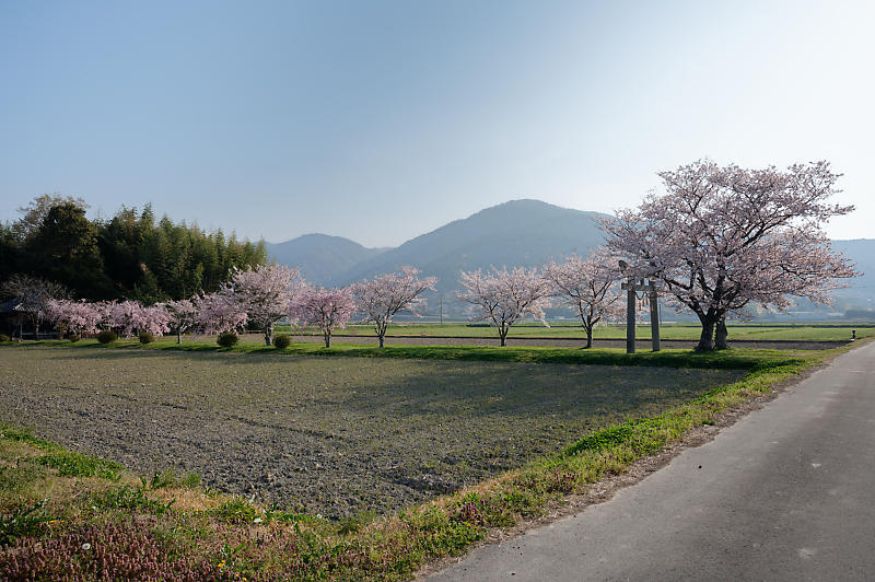 2022年京都の桜巡りと気球@亀岡 若宮神社_f0032011_17292106.jpg